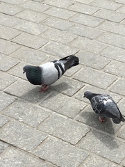 Columba livia domestica