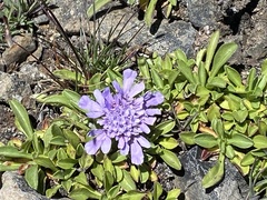 Scabiosa lacerifolia