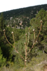 Picris pauciflora