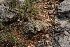 Odontarrhena tortuosa