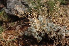 Odontarrhena tortuosa