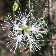 Melaleuca cuticularis