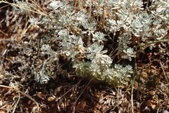 Odontarrhena tortuosa