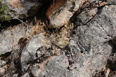 Odontarrhena tortuosa