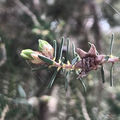Melaleuca cuticularis