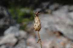 Centaurea comperana
