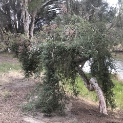 Melaleuca cuticularis