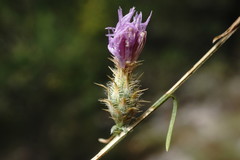 Centaurea comperana