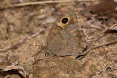 Hipparchia statilinus