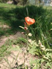 Sphaeralcea cordobensis