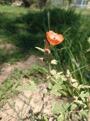 Sphaeralcea cordobensis