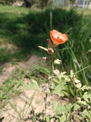 Sphaeralcea cordobensis