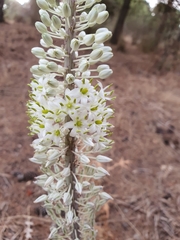 Drimia numidica