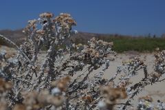 Achillea maritima