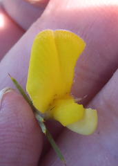 Aspalathus hirta hirta