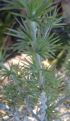 Aspalathus hirta hirta