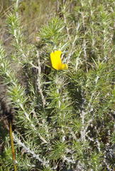 Aspalathus hirta hirta