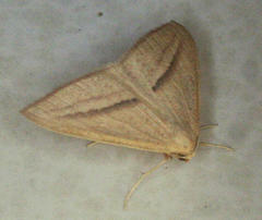 Chlorerythra rubriplaga