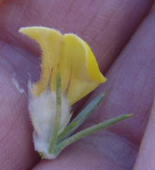 Aspalathus hirta hirta