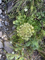 Angelica morrisonicola