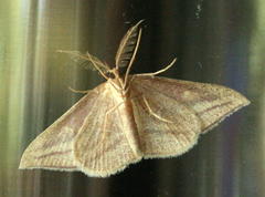 Chlorerythra rubriplaga