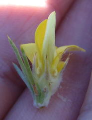 Aspalathus hirta hirta