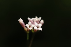 Asperula supina
