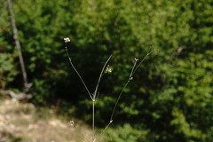 Asperula supina