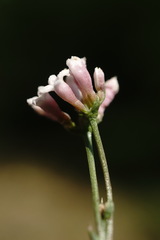 Asperula supina