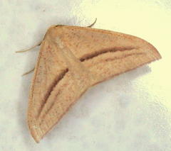 Chlorerythra rubriplaga