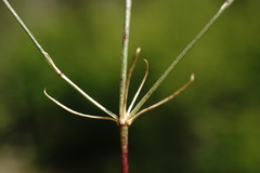 Asperula supina