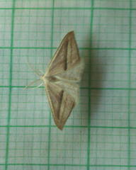 Chlorerythra rubriplaga