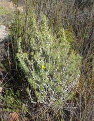 Aspalathus hirta hirta