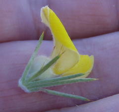 Aspalathus hirta hirta