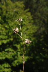 Medicago brachycarpa