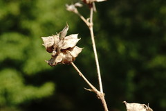 Medicago brachycarpa