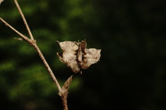 Medicago brachycarpa