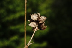 Medicago brachycarpa
