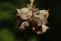 Medicago brachycarpa