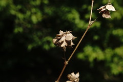 Medicago brachycarpa