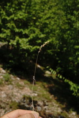 Briza humilis