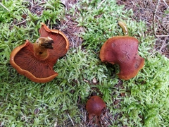 Cortinarius fervidus