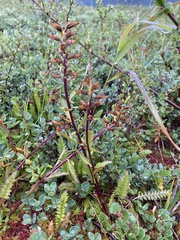 Pedicularis lapponica