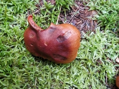 Cortinarius fervidus