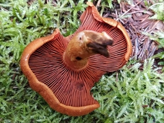 Cortinarius fervidus