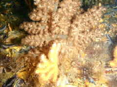Eunephthya thyrsoidea