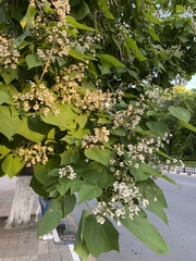 Catalpa