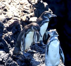 Spheniscus mendiculus