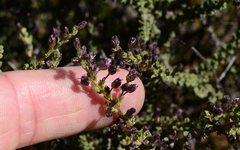 Eriocephalus microphyllus