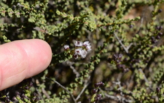 Eriocephalus microphyllus